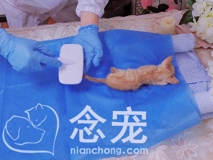 猫咪欢子告别会